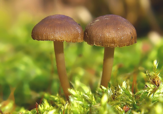 prilbička hnedosivá Mycena tintinnabulum (Paulet) Quél.