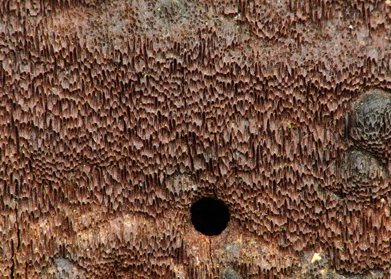 ohňovec tmavohnedý Phellinidium ferrugineofuscum (P. Karst.) Fiasson & Niemelä