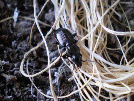 střevlíček Pterostichus oblongopunctatus