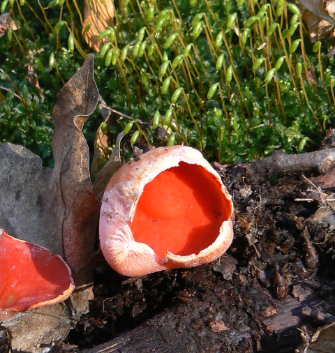 ohnivec šarlátový Sarcoscypha coccinea (Gray) Boud.