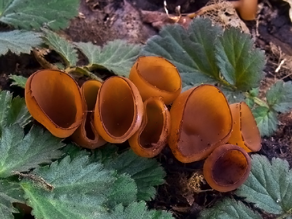 hľuznatka  Sclerotinia ficariae Rehm