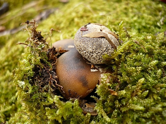 hviezdovec vlahojavný Astraeus hygrometricus (Pers.) Morgan