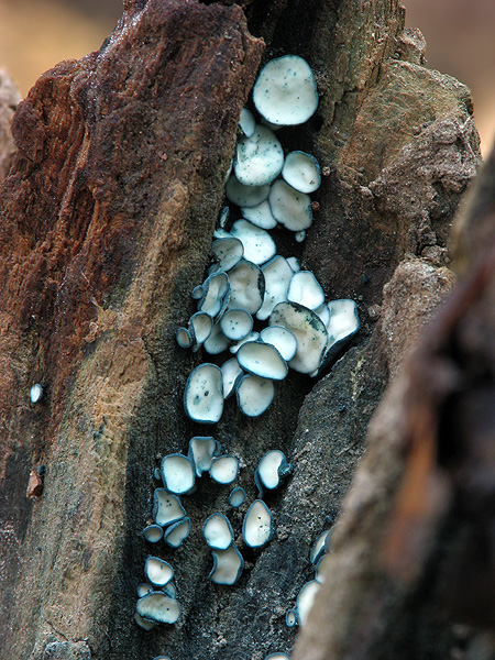 zelenica Chlorociboria sp.