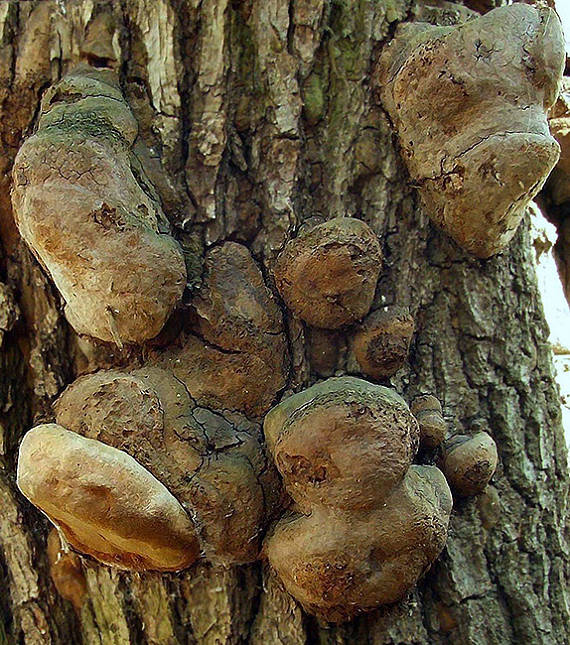 ohňovec mohutný Fomitiporia robusta (P. Karst.) Fiasson & Niemelä