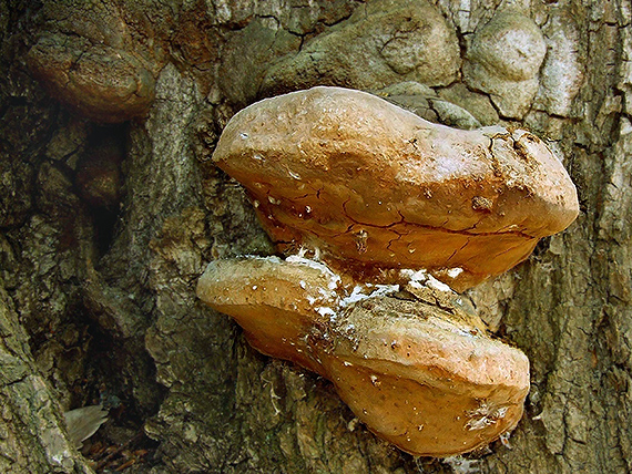 ohňovec mohutný Fomitiporia robusta (P. Karst.) Fiasson & Niemelä