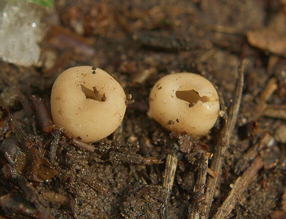 chriapač sosnový Helvella leucomelaena (Pers.) Nannf.