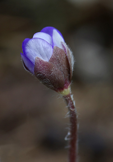 pečeňovník trojlaločný - jatrník podléška Hepatica nobilis Schreb.