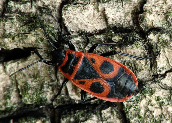 cifruša bezkrídla Pyrrhocoris apterus