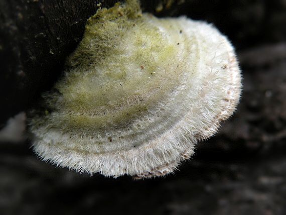 trúdnikovec chlpatý Trametes hirsuta (Wulfen) Lloyd