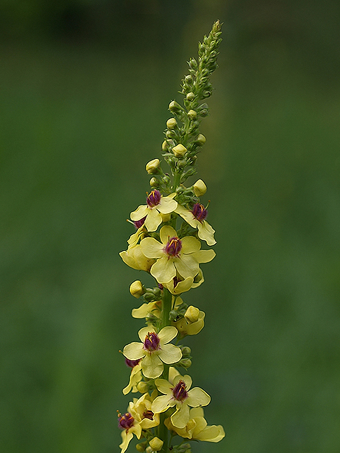 divozel čierny Verbascum nigrum L.