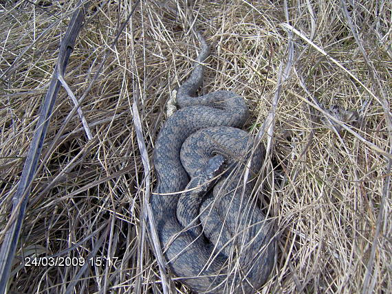 vretenica severná Vipera berus