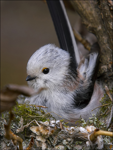 mlynárka dlhochvostá Aegithalos caudatus