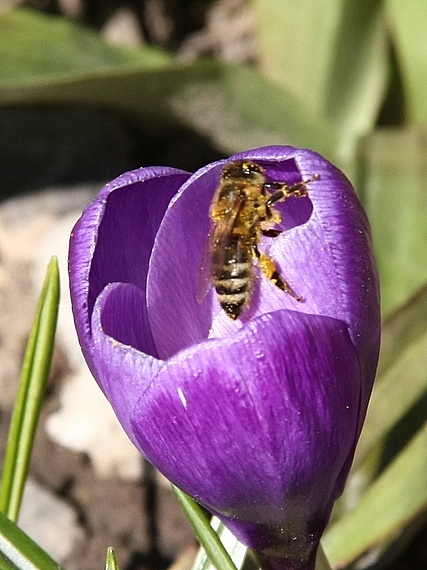 včela medonosná Apis mellifera