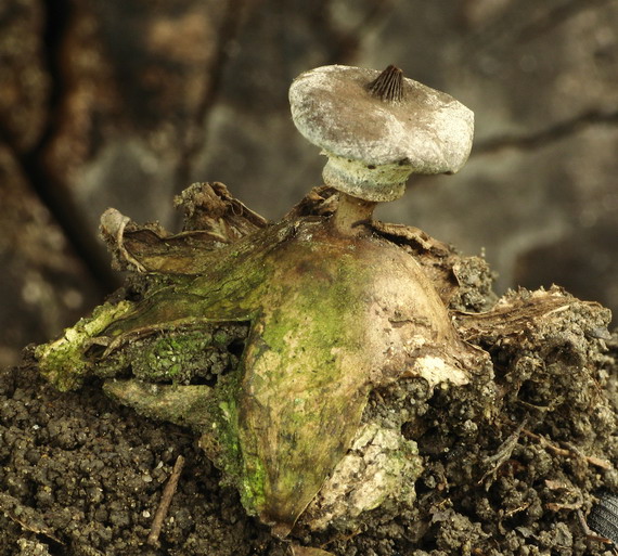 hviezdovka golierikovitá Geastrum striatum DC.