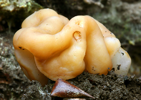 ušiak obrovský Gyromitra gigas (Krombh.) Cooke