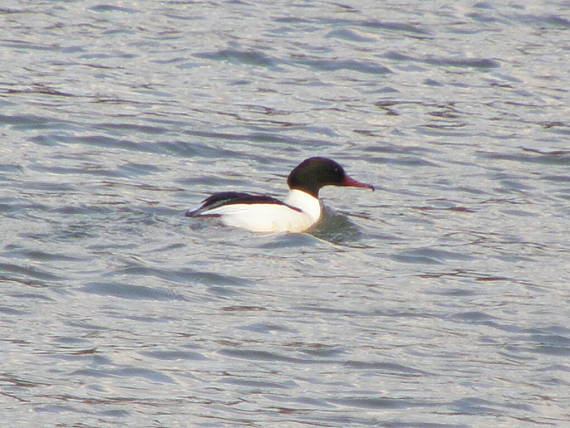 potápač veľký Mergus merganser