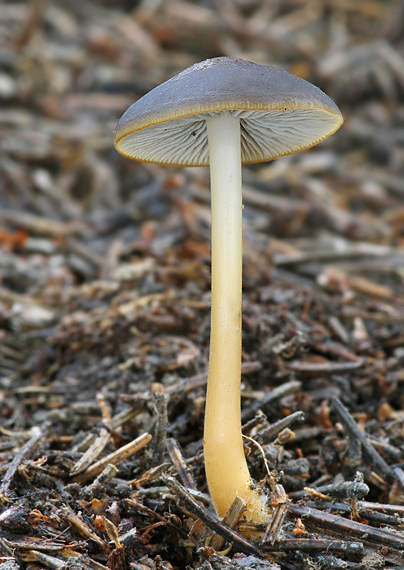 peniazočka smreková Strobilurus esculentus (Wulfen) Singer