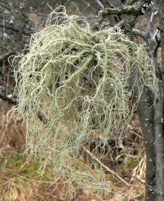 bradatec Usnea scabrata Nyl.