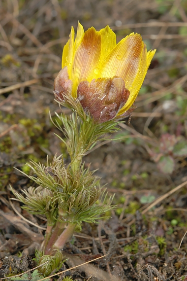 hlaváčik  Adonis vernalis L.