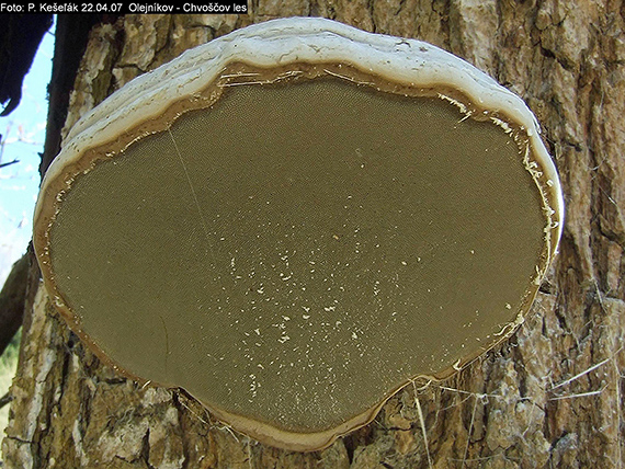 práchnovec kopytovitý Fomes fomentarius (L.) J.J. Kickx