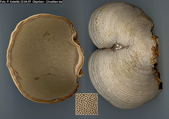 práchnovec kopytovitý Fomes fomentarius (L.) J.J. Kickx