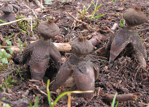 hviezdovka klenbová Geastrum fornicatum (Huds.) Hook.