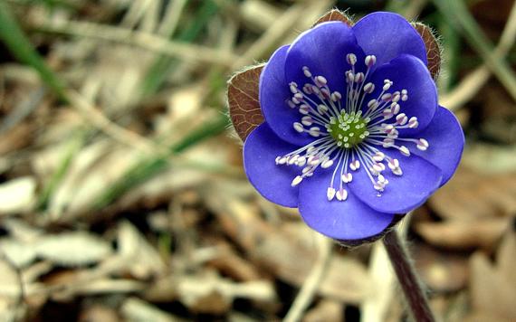 pečeňovník trojlaločný Hepatica nobilis Schreb.