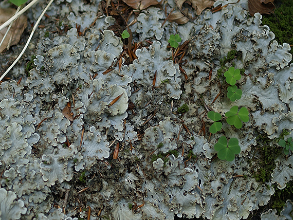 štítnatec Peltigera sp.