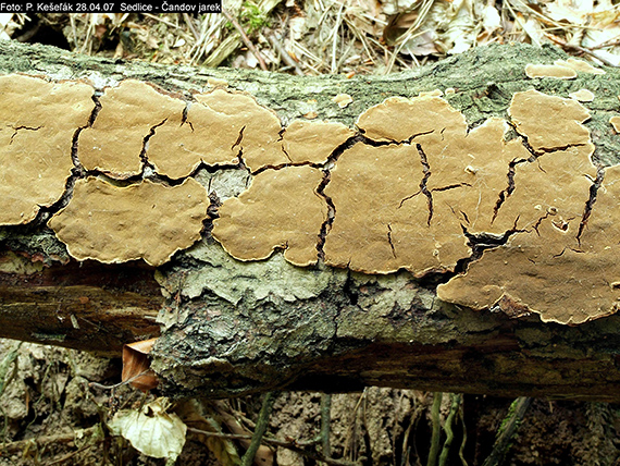 ohňovec škľabkovitý Phellinopsis conchata (Pers.) Y.C. Dai