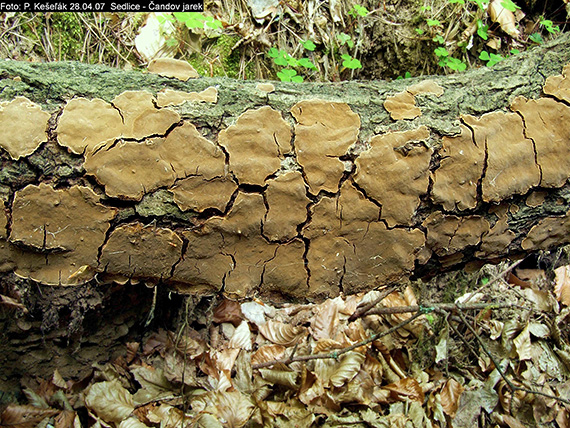 ohňovec škľabkovitý Phellinopsis conchata (Pers.) Y.C. Dai