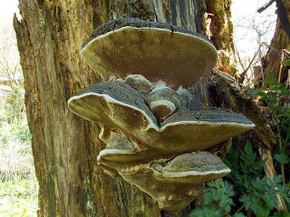 ohňovec obyčajný Phellinus igniarius (L.) Quél.