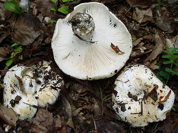 plávka Russula sp.