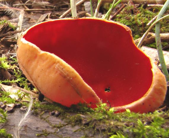 ohnivec šarlátový Sarcoscypha coccinea (Gray) Boud.