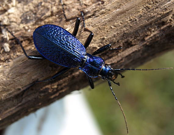 bystruška vráskavá Carabus intricatus