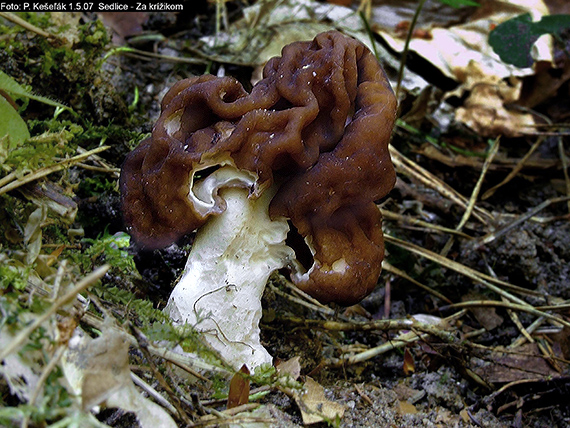 ušiak obyčajný Gyromitra esculenta (Pers.) Fr.