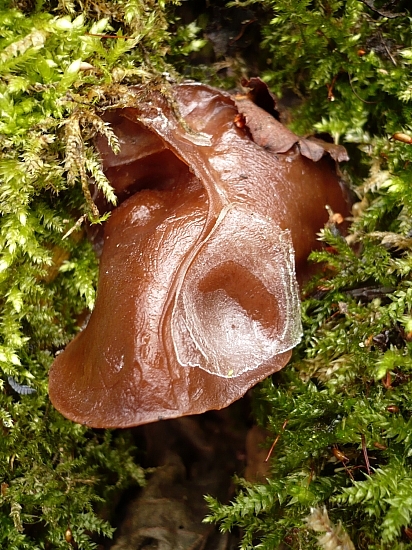 uchovec bazový Auricularia auricula-judae (Bull.) Quél.