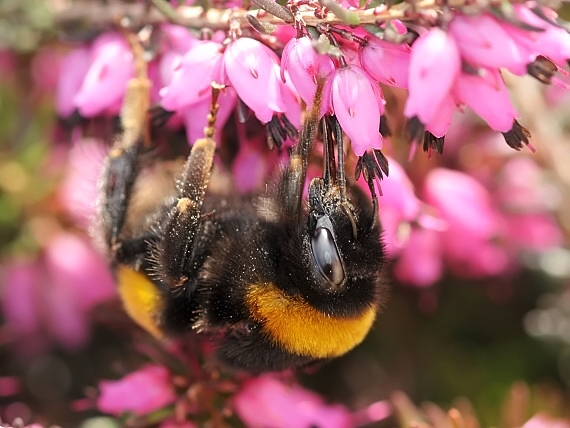 gajdoš čmeľ Bombus terrestris