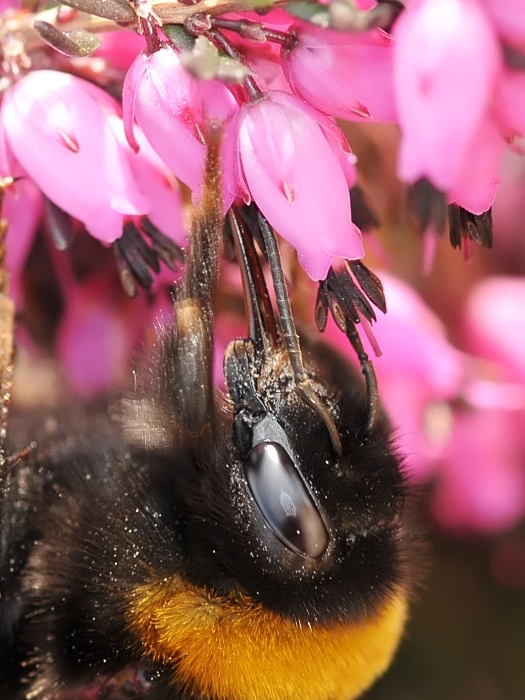 čmeľ zemný Bombus terrestris