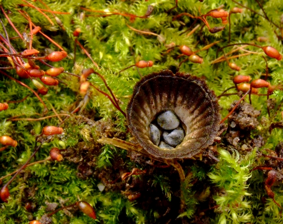 čiaškovec pásikavý Cyathus striatus (Huds.) Willd.