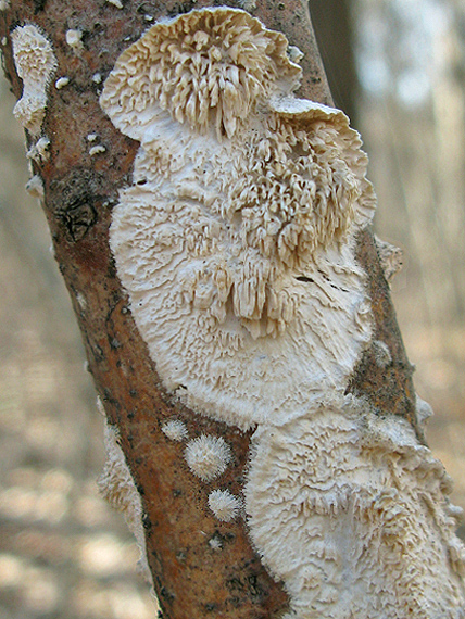 zubovec biely Irpex lacteus (Fr.) Fr.