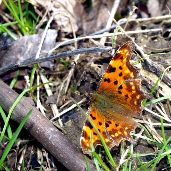 babôčka zubatokrídla Polygonia c-album