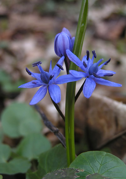 scila severná - ladoňka rakouská Scilla drunensis (Speta) Speta