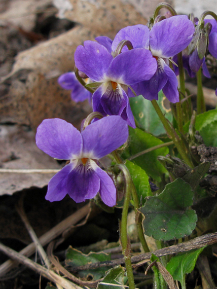 fialka voňavá Viola odorata  L.