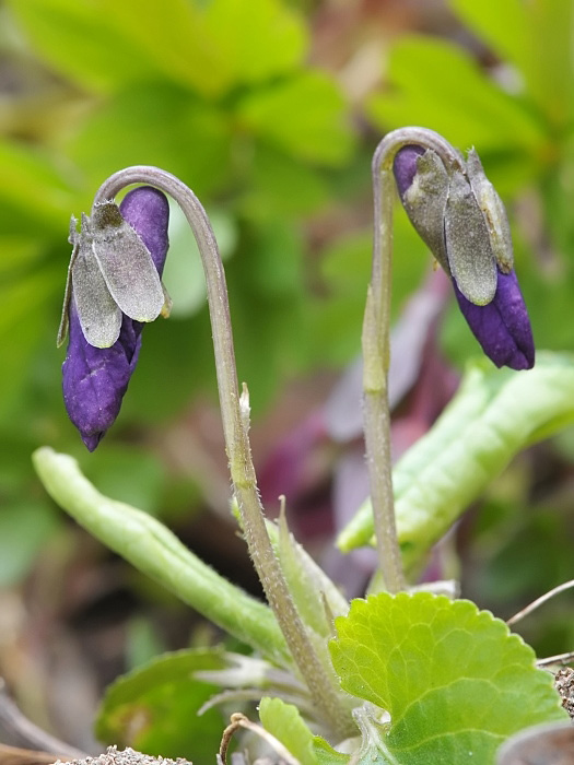 prvá fialka Viola odorata L.