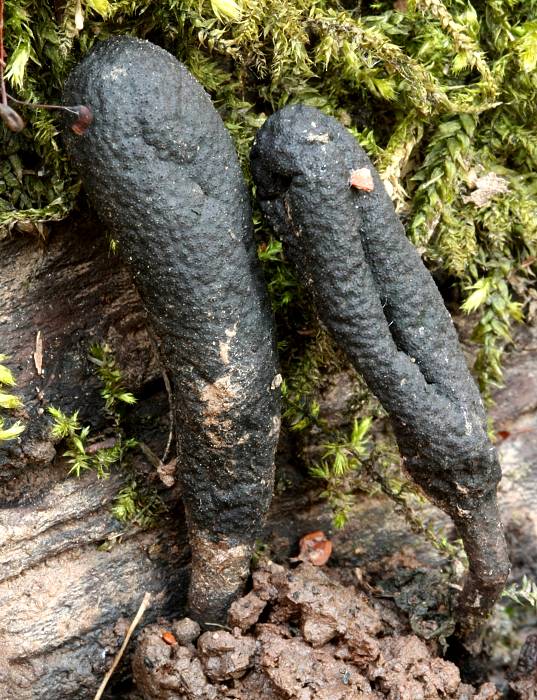 drevnatec kyjakovitý Xylaria polymorpha (Pers.) Grev.