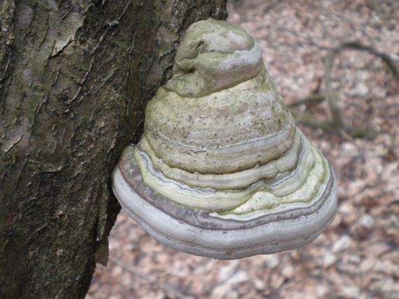 práchnovec kopytovitý Fomes fomentarius (L.) J.J. Kickx