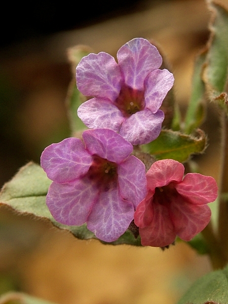 pľúcnik lekársky Pulmonaria officinalis L.