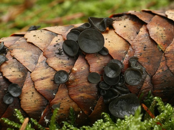 jahňadka smreková Rutstroemia bulgarioides (P. Karst.) P. Karst.