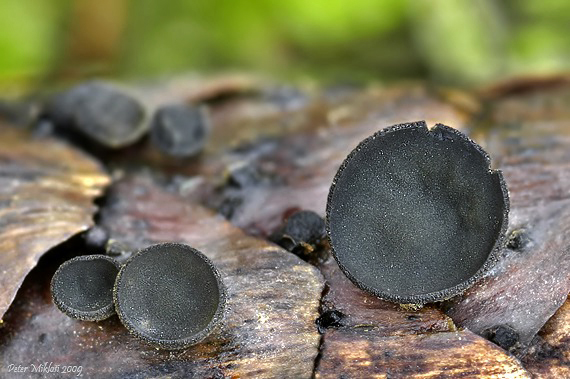 jahňadka smreková Rutstroemia bulgarioides (P. Karst.) P. Karst.