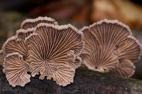 klanolupeňovka obyčajná Schizophyllum commune Fr.